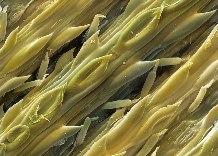 Lemon Grass Greeting Card featuring the photograph Lemon Grass, Sem by Power And Syred
