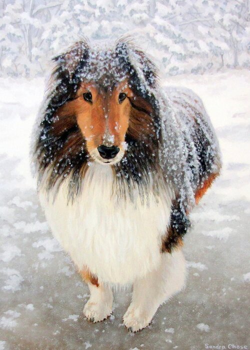 Sheltie Greeting Card featuring the painting Leo in the Snow by Sandra Chase
