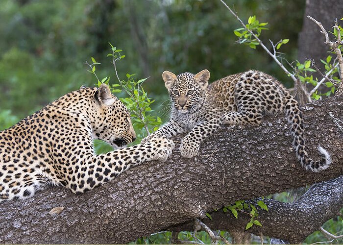 Nis Greeting Card featuring the photograph Leopard And Cub Masai Mara Kenya by Andrew Schoeman