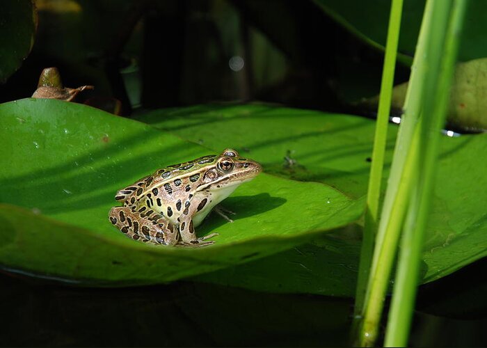 Frog; Leopard Frog; Northern Leopard Frog; Pond; Lilypad; Lithobates Pipiens; Rana Pipiens; Greeting Card featuring the photograph Leopard And Lily by Janice Adomeit