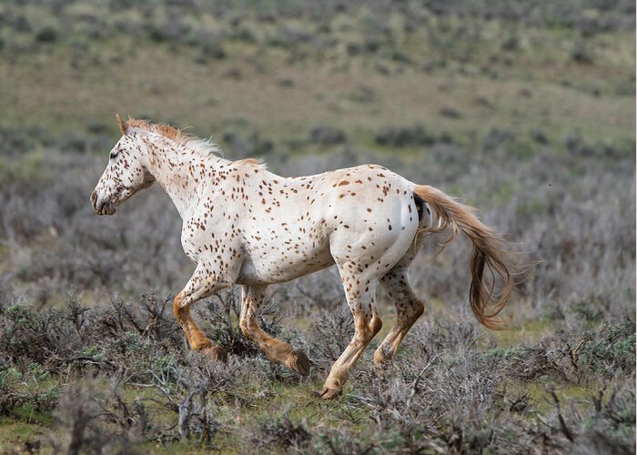 Horse Greeting Card featuring the photograph Leopard Appaloosa Horse by Michael Lustbader