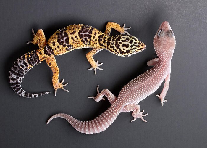 Common Leopard Gecko Greeting Card featuring the photograph Leopard Gecko E. Macularius Collection by David Kenny