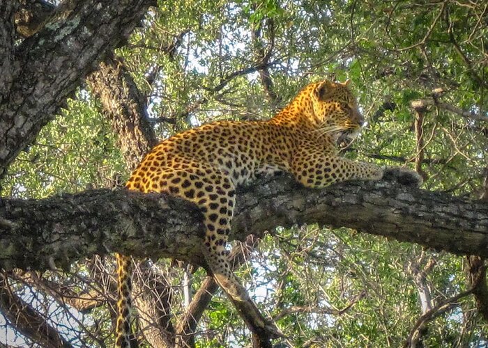Botswana Greeting Card featuring the photograph Leopard in a Tree by Gregory Daley MPSA