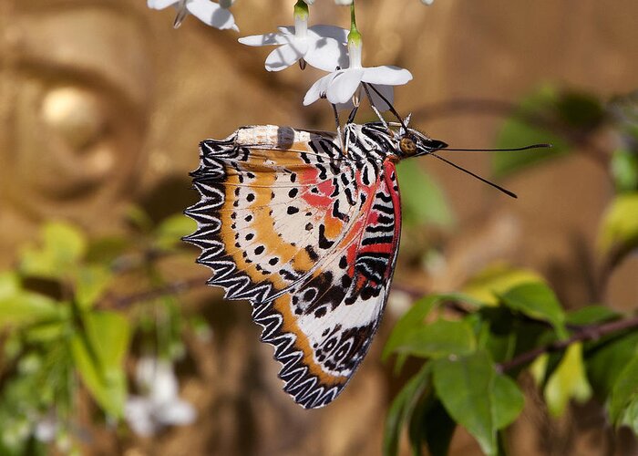 Scenic Greeting Card featuring the photograph Leopard Lacewing Butterfly DTHU619 by Gerry Gantt