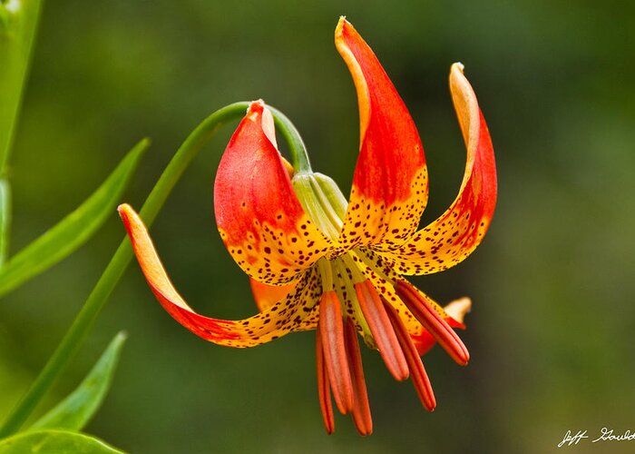 Beauty In Nature Greeting Card featuring the photograph Leopard Lily in Bloom by Jeff Goulden