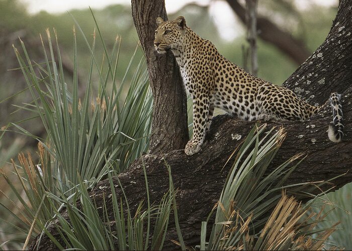 Feb0514 Greeting Card featuring the photograph Leopard Okavango Delta Botswana by Pete Oxford