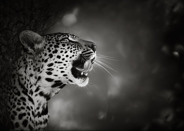 Leopard Greeting Card featuring the photograph Leopard portrait by Johan Swanepoel