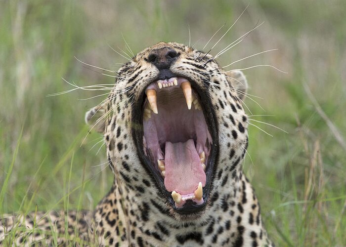 Sergey Gorshkov Greeting Card featuring the photograph Leopard Yawning Sabi-sands Game Reserve by Sergey Gorshkov
