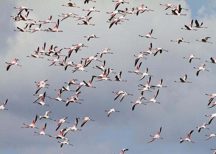 Feb0514 Greeting Card featuring the photograph Lesser Flamingo Flock Flying Tanzania by Konrad Wothe