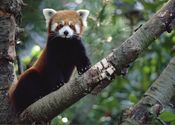 Feb0514 Greeting Card featuring the photograph Lesser Panda China by Gerry Ellis
