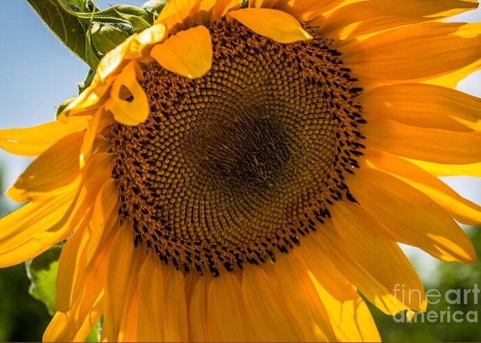 Sunflowers Greeting Card featuring the photograph Let There Be Light by Jim McCain