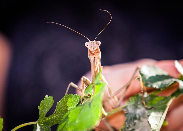 Praying Mantis Greeting Card featuring the photograph Let Us Pray by Sennie Pierson
