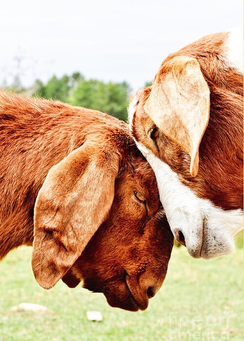 Animals Greeting Card featuring the photograph Let's Put our Heads Together by Cheryl Baxter