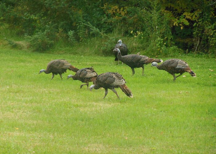 Wild Turkey Greeting Card featuring the photograph Let's Turkey Around by Kimberly Woyak