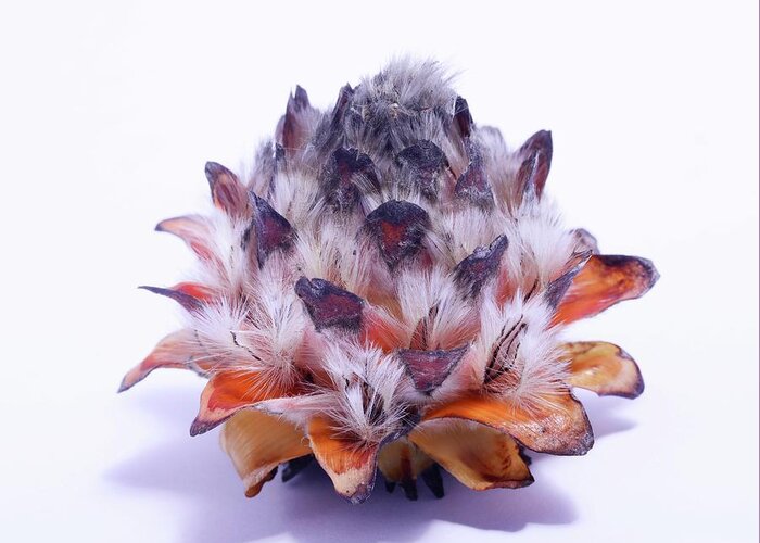 Botanical Greeting Card featuring the photograph Leucadendron Album Open Seed Head by Cordelia Molloy
