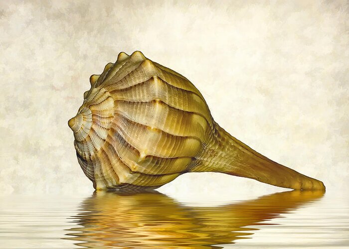 Seashell. Macro Greeting Card featuring the photograph Life Lines 2 by Steve Harrington