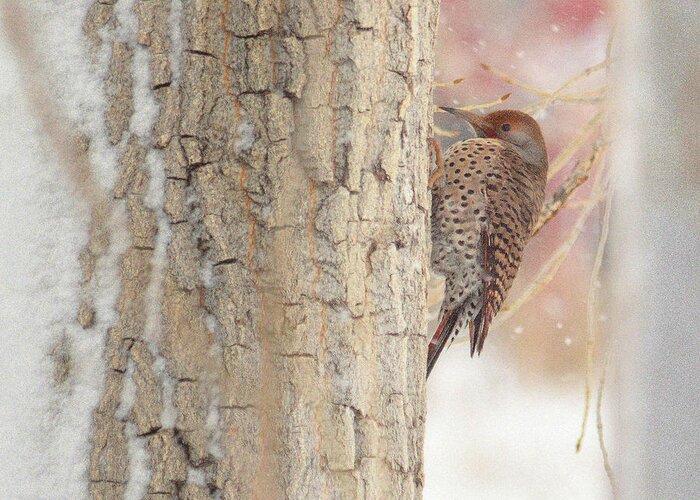 Northern Flicker Greeting Card featuring the photograph Life of a Northern Flicker by Al Swasey