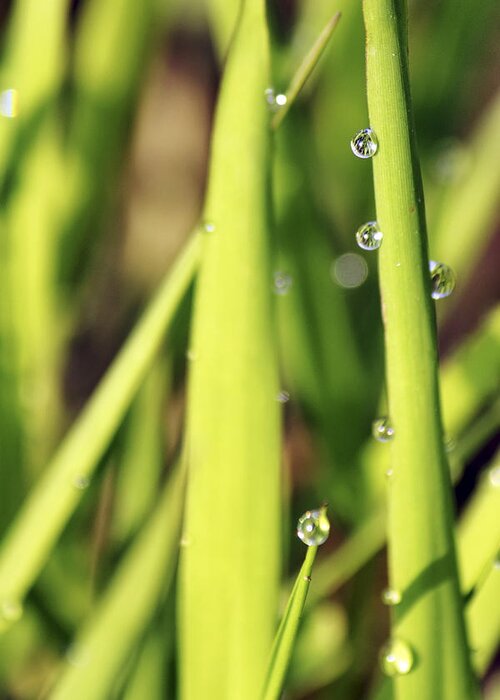 Dew Greeting Card featuring the photograph Life Through a Drop by Jason Politte