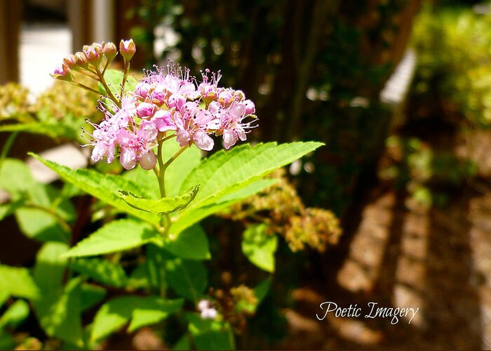 Spirea Greeting Card featuring the photograph Light And Shadow by Debbie Sikes
