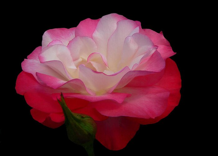 Rose Greeting Card featuring the photograph Light Fetcher by Doug Norkum