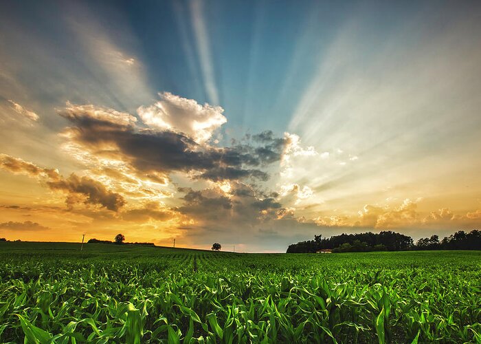 Scenics Greeting Card featuring the photograph Light Rays And Sunset Over French Crop by Verity E. Milligan