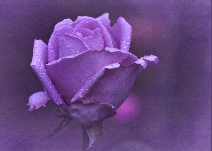 Purple Rose Greeting Card featuring the photograph Lila Rose by Richard Cummings