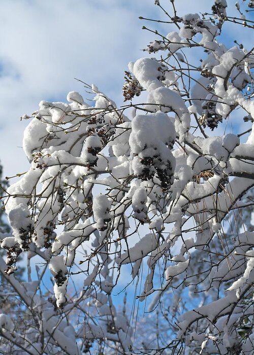 Snow On Branches Greeting Card featuring the photograph Lilac in Winter by Michele Myers