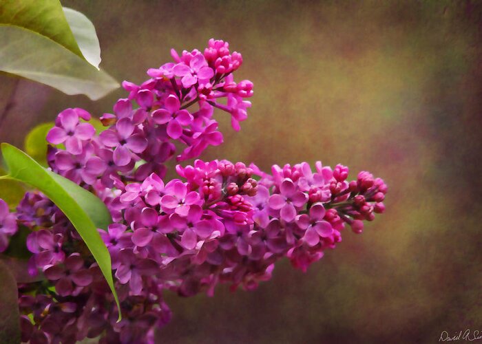 Lilacs Greeting Card featuring the photograph Lilacs by David Simons