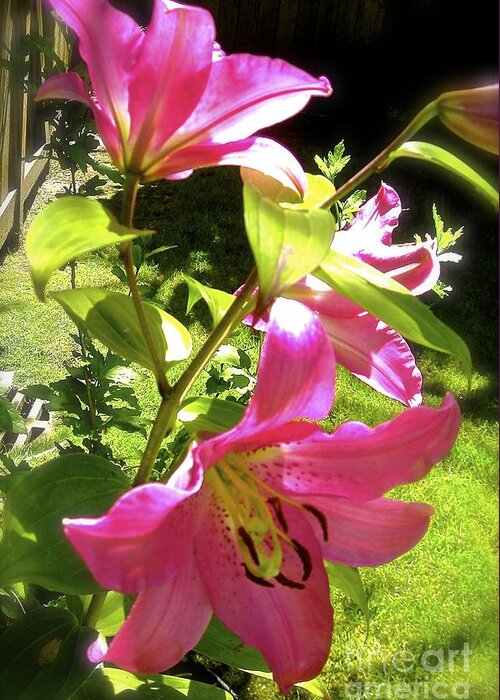 Flowers In The Garden Greeting Card featuring the photograph Lilies in the garden by Sher Nasser