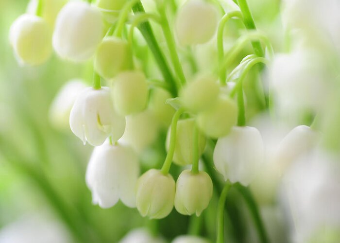 Lily Of The Valley Greeting Card featuring the photograph Lilies of the Valley. Macro by Jenny Rainbow