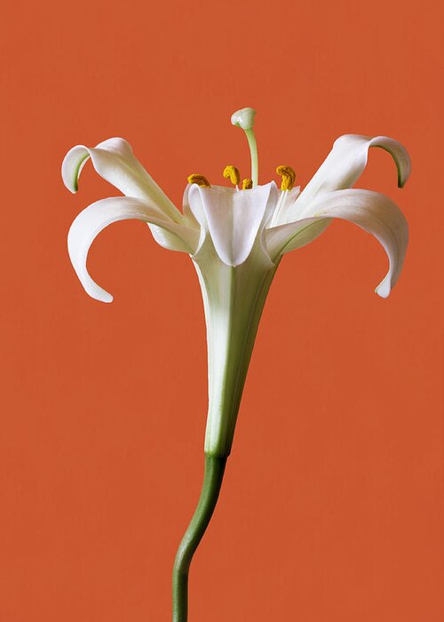 Stamens Greeting Card featuring the photograph White Lily by Marina Kojukhova
