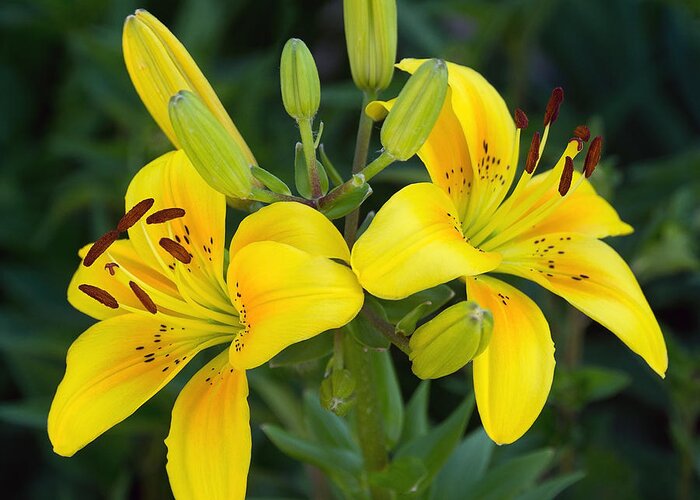 Lily Greeting Card featuring the photograph Lillies in Yellow Close-up by Leda Robertson