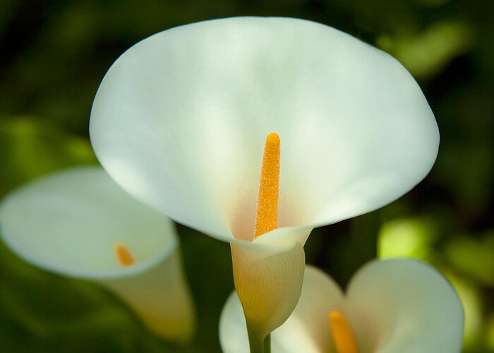 Peaceful Pure White Lilly Flower Greeting Card featuring the photograph Lilly in The Garden Photograph by Jerry Cowart