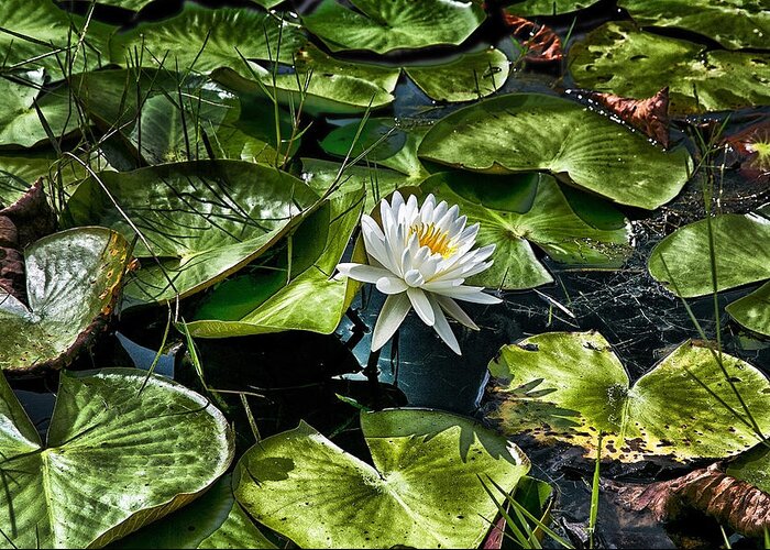 Water Lilly Greeting Card featuring the photograph Lilly OH Lilly by Joel P Black