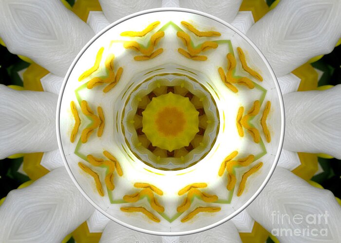 Lily Greeting Card featuring the photograph Lily and Daffodil Kaleidoscope Under Glass by Rose Santuci-Sofranko