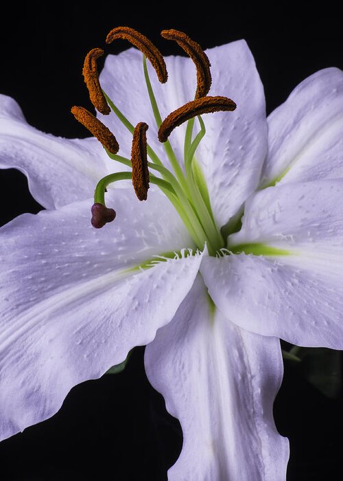White Tiger Lily Greeting Card featuring the photograph Lily Beauty by Garry Gay