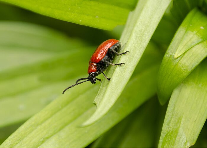 Lily Beetle Greeting Card featuring the photograph Lily Beetle by Spikey Mouse Photography