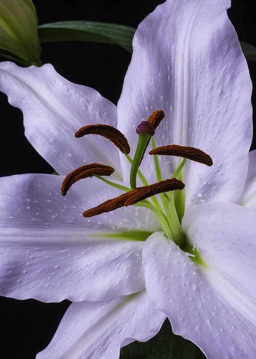 White Tiger Lily Greeting Card featuring the photograph Lily Close Up by Garry Gay