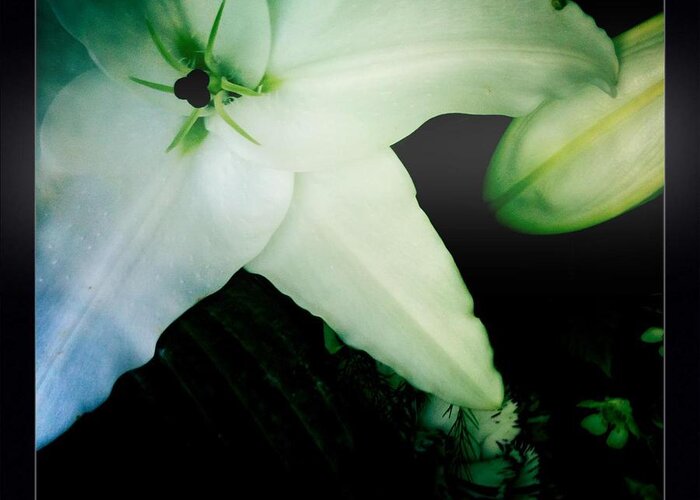 Lily Greeting Card featuring the photograph Lily by Denise Railey