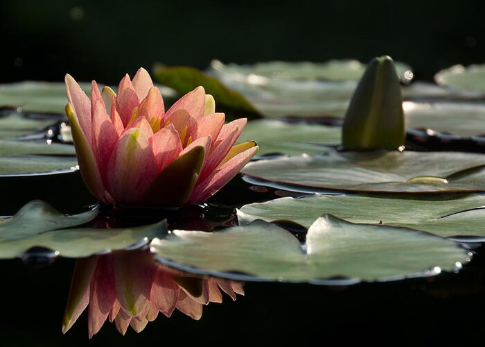Water Lily Greeting Card featuring the photograph Lily in Light by Leda Robertson