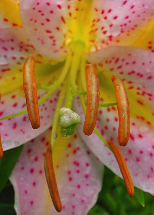 Lily Greeting Card featuring the photograph Lily Macro by Juergen Roth