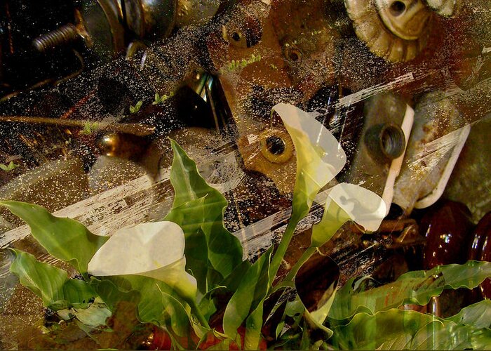 Calla Lily Greeting Card featuring the photograph Lily of the Scrap Pile by Laureen Murtha Menzl