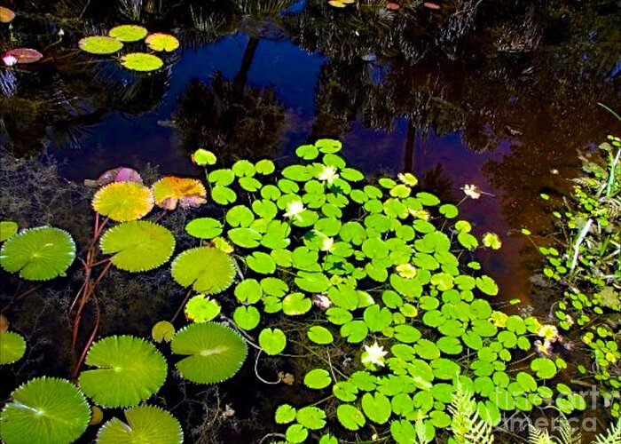 Pond Greeting Card featuring the photograph Lily Pads by Anita Lewis
