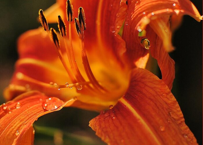 Tiger Lily Greeting Card featuring the photograph Lily by Paul Noble