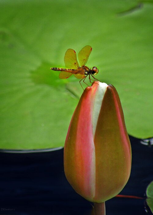 Nature Greeting Card featuring the photograph Lily Pond Amberwing by Deborah Smith