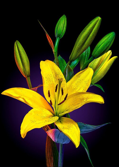 Lily Greeting Card featuring the photograph Lily by Rick Mosher