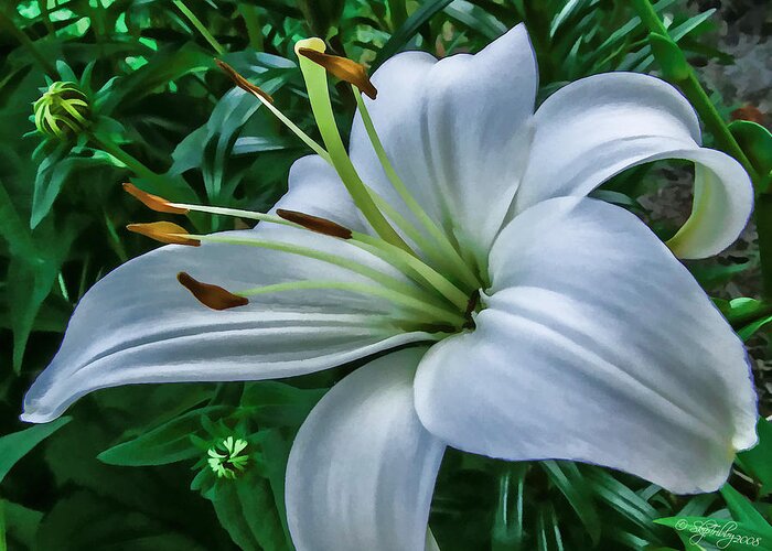 Flower Greeting Card featuring the photograph Lily by Skip Tribby