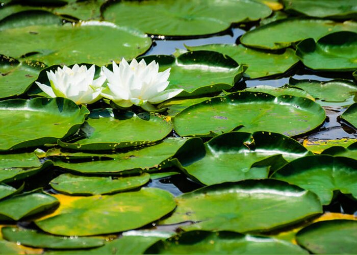 2014 Greeting Card featuring the photograph Lily Pads by Alan Marlowe