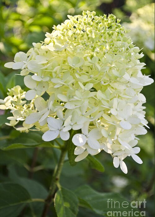 Background Greeting Card featuring the photograph Limelight Hydrangea by Debra Johnson