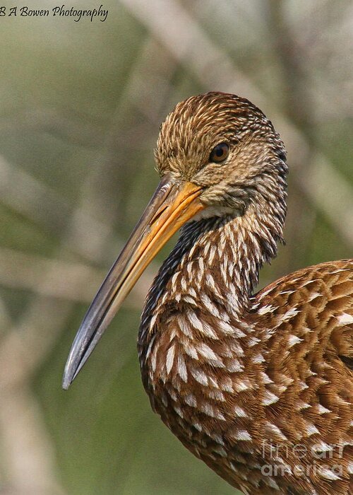 Limpkin Greeting Card featuring the photograph Limpkin portrait by Barbara Bowen